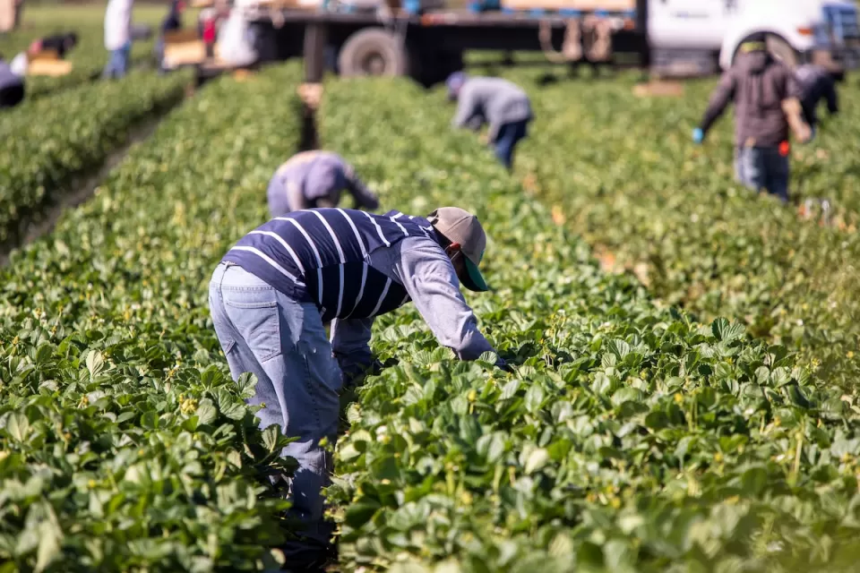 Farm workers bending down to pick produce from green rows in field with tractor in background.